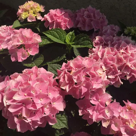 Pribetic Apartamento *