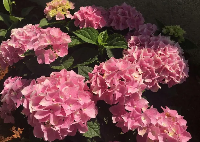 Pribetic Lejlighed *